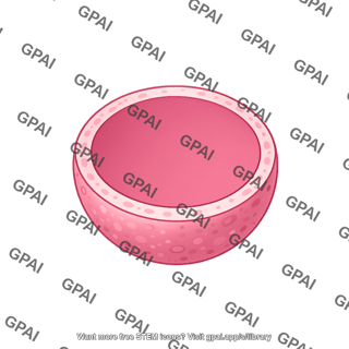 Lysosome empty