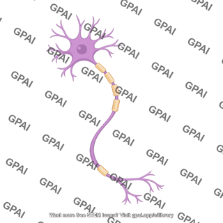 Multipolar neuron motor curved 2