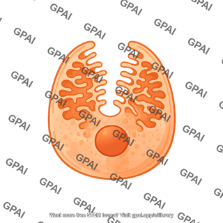 Parietal cell