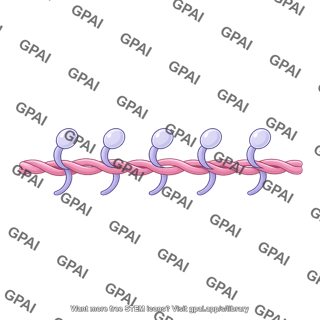 Sarcomere thin filament