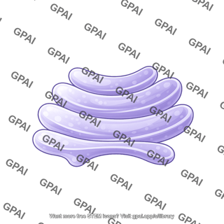 Golgi apparatus membrane