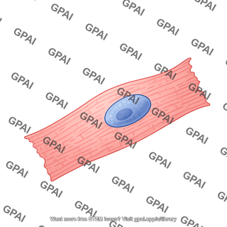 Cardiomyocyte 1