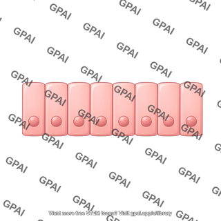 Columnar epithelium simple