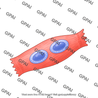 Cardiomyocyte neonatal