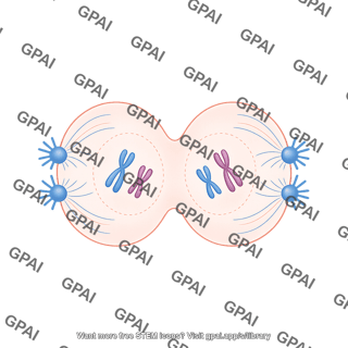 Meiosis 06 telophase i