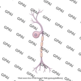 Pseudounipolar neuron sensory myelinated