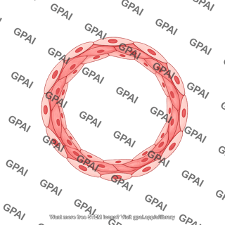 Vessel cross section muscular artery endothelium