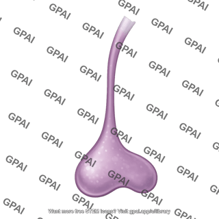 Astrocyte end foot process 1