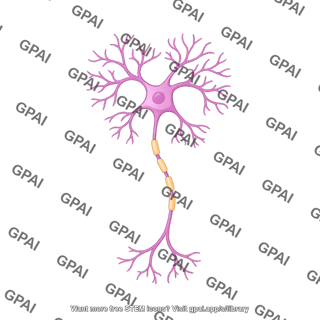 Multipolar neuron purkinje simplified