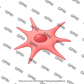 Mesenchymal stromal cell