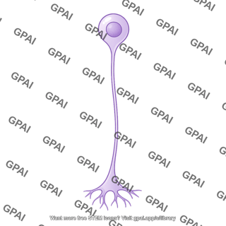 Unipolar neuron growth cone 1