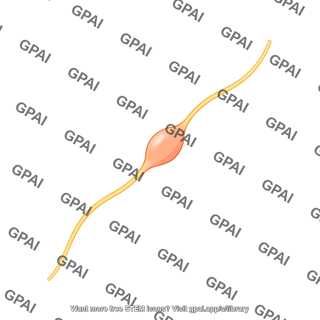 Nodose ganglion mouse