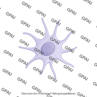 Dendritic cell 2