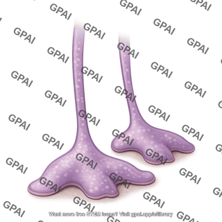 Astrocyte end foot process 2