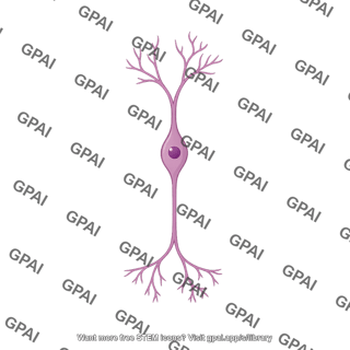 Bipolar neuron retinal