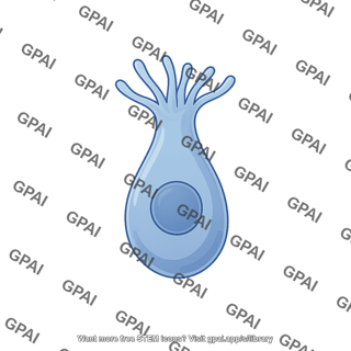 Microvillar cell type 1 mouse