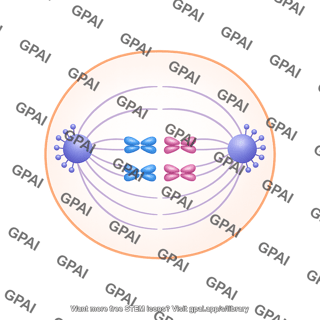 Meiosis 09 prometaphase ii b