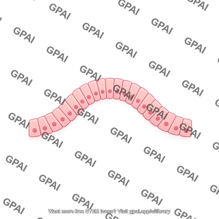 Supporting cell inner ear crista ampullaris