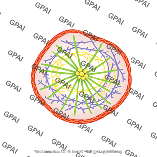 Cytoskeleton on cell