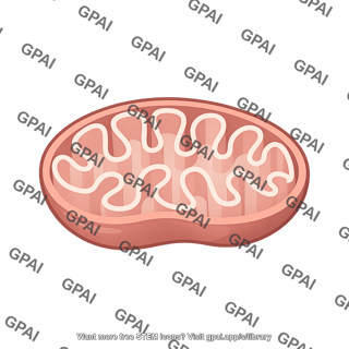 Mitochondria 2