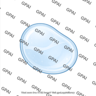 Vacuole round