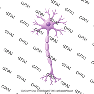 Multipolar neuron motor editable