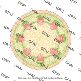 Stem dicot horizontal cross section
