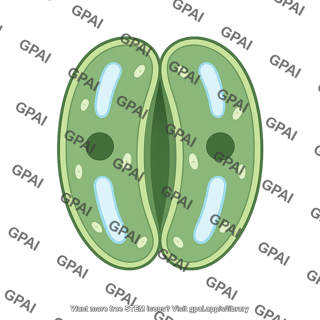 Guard cell closed
