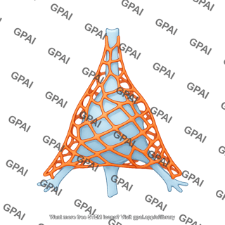 Perineuronal net for interneuron