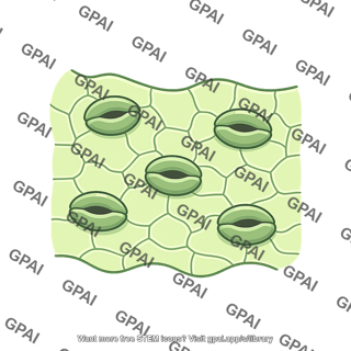 Plant surface with stomata 1