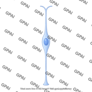 Radial glial progenitor bipolar 2