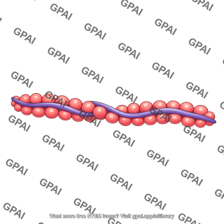 Actin and tropomyosin relaxed muscle