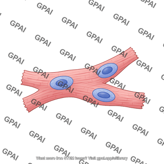 Cardiomyocyte branched hypertrophy