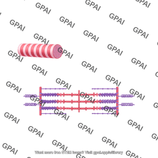 Myofibril structure