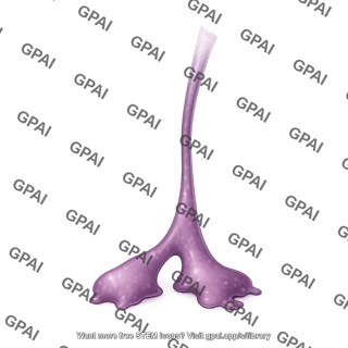 Astrocyte end foot process 1 dying 2