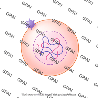 Meiosis 14. ovum