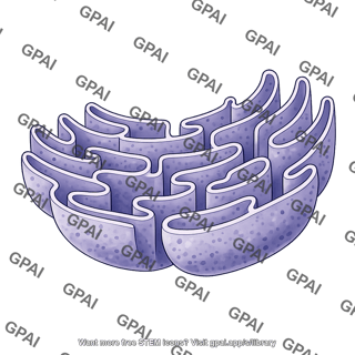 Rough endoplasmic reticulum without ribosomes 1