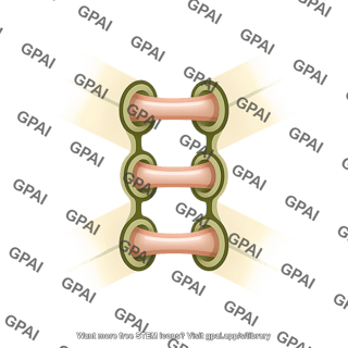 Pore plasmodesma unit