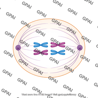Meiosis 04. metaphase i