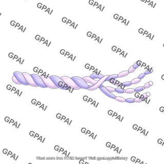 Collagen triple helix type 1 disrupted
