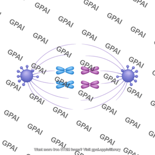 Meiosis 09 prometaphase ii a