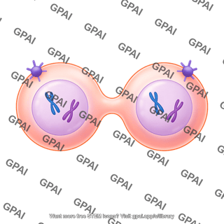 Meiosis 07 cytokinesis i a