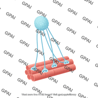 Neurosphere motor unit with end plates