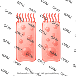 Pseudostratified epithelial cell 2