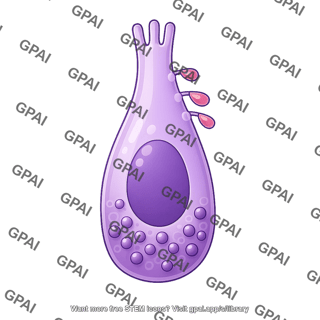 Enteroendocrine cell