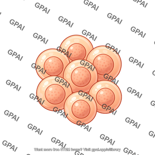 Spheroidal cell cluster 2