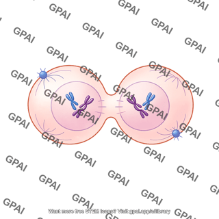 Meiosis 06. telophase i