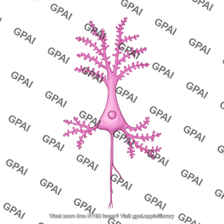 Pyramidal neuron hippocampal dendritic spines high