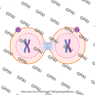 Meiosis 13 cytokinesis ii d