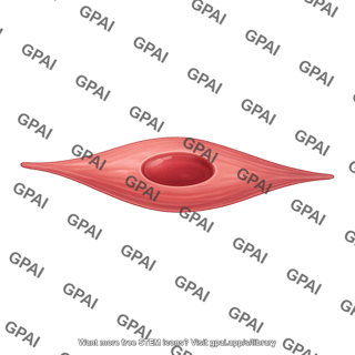 Smooth muscle cell more realistic